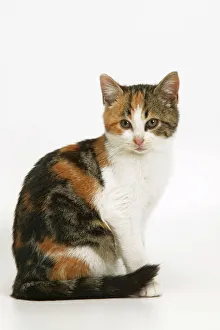 Cat - tortoiseshell and white Cat - tortoiseshell and white