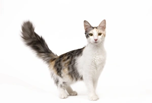 Angora tabby hot sale