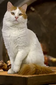Semi Longhair Cat Breeds Prints: Cat - Turkish Van