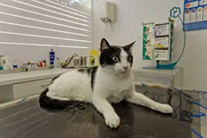Pet Care Prints: Cat - on vets table - Veterinary practice