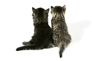 Pet Photography Art Prints: Cat - Back view of two kittens
