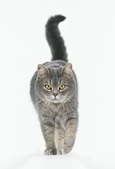 Feline Images Prints: Cat Walking towards camera