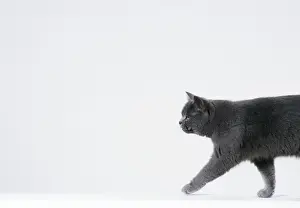 Personal Display Art Prints: Cat Walking sequence G2