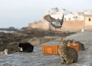 North Africa Animals Prints: Cat - on wall - Morocco
