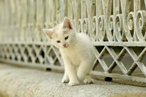 Limited Edition Pet Art Prints: Cat White kitten