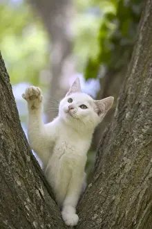 Wildlife Pet Photography Prints: Cat White kitten in tree