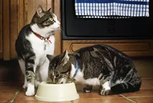 Personal Display Art Prints: Cat - x2 eating