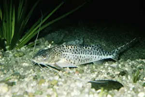 Wildlife Fish Photos Prints: Catfish