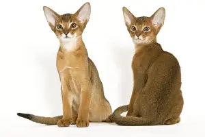 White Background Cat Pictures Prints: Cats - Abyssinian - in studio