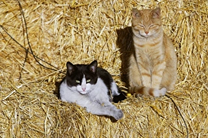 Cats - black & white and ginger cat sitting on straw bales Cats - black & white and ginger cat sitting on straw bales