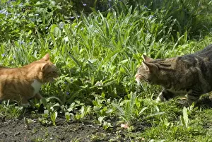 Tabby Cat Breeds Prints: Cats - Ginger and Tabby facing off to each other