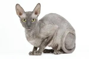 Cornish Rex Cat Print