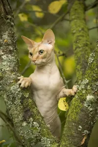 Unique Pet Photography Prints: Sphynx Cat - in tree