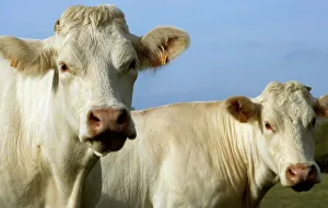 Cattle - Charolais Cow Cattle - Charolais Cow