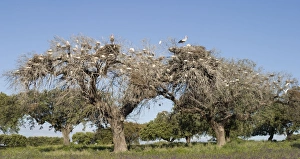 Cattle Egret - Nesting colony in old cork oak trees with white storks Cattle Egret - Nesting colony in old cork oak trees with white storks