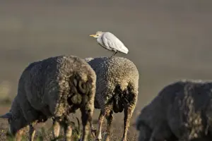 M Watson Photographer Prints: Cattle Egret on sheep