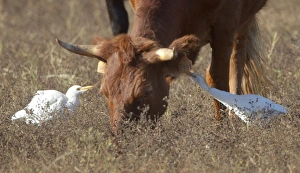Cattle Egrets - feeding amongst grazing cattle Cattle Egrets - feeding amongst grazing cattle