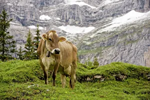 Cattle grazing high in the Swiss Alps near Wengen Cattle grazing high in the Swiss Alps near Wengen