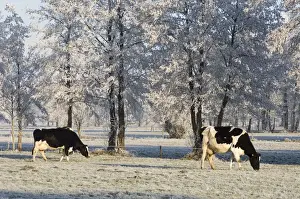Black And White Cattle Prints: Cattle - in snow