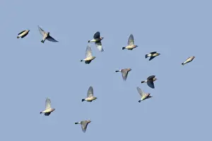 Jim Zipp Photography Prints: Cedar Waxwing - flock in fall migration. October, CT, USA