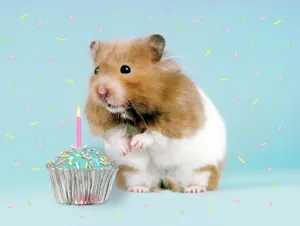 Prints of JD-7229-m Hamster - with cake and candle John Daniels Please note that prints are for personal display purposes only and may not be reproduced in anyway. Calomyscidae Prints: Hamster with Cake and Candle Digital Print (Celebrations)