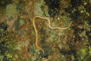Insect Photography Prints: Centipede - luminous