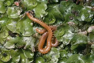 Centipede UK SPH-1436 Print