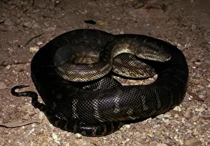 Northern Territory Wildlife Photos Prints: Centralian carpet python - has heat sensory pits. Can reach 2. 5 metres