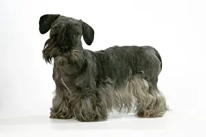 John Daniels Wildlife Photos Prints: Cesky Terrier