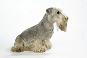Cesky Terrier Print JD-18770 by John Daniels