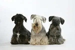 Personal Use Pet Prints Only Prints: Cesky Terriers - three