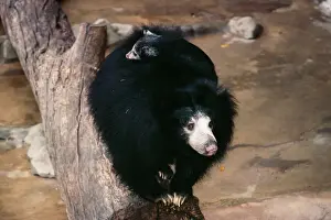 Sloth Prints: Ceylon Sloth Bear With young on back Print