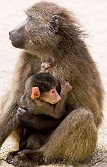 Chacma Baboon / Cape Baboon - mother with young Chacma Baboon / Cape Baboon - mother with young