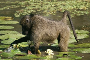 Chacma Baboon - Feeding on water lilies Chacma Baboon - Feeding on water lilies