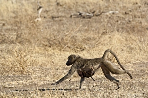 Chacma Baboon - female running with baby clinging to breast Chacma Baboon - female running with baby clinging to breast