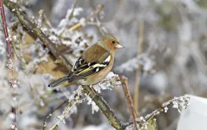 M Watson Wildlife Photographer Prints: Chafinch