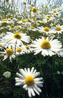 German Chamomile Prints: Chamomile - July