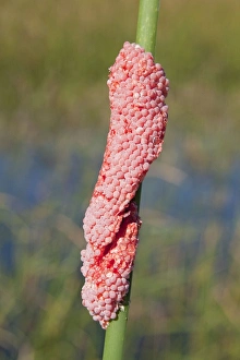 Channeled apple snail eggs - These snails are invasive in Florida and not native Channeled apple snail eggs - These snails are invasive in Florida and not native