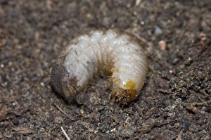 Characteristic C-shaped white grub larva of flower chafer; Characteristic C-shaped white grub larva of flower chafer;