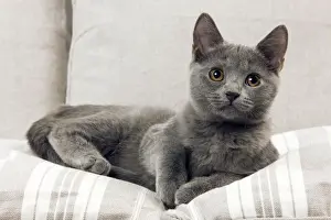 Blue Cat Breeds Prints: Chartreux Kitten