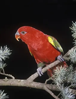 Parrot Species Identification Prints: Chattering Lory