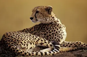 Cheetah Print - Acinonyx jubatus LA-1720