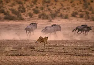 Cheetah Print: Wildebeest / Gnu Chase, Kalahari Gemsbok Park