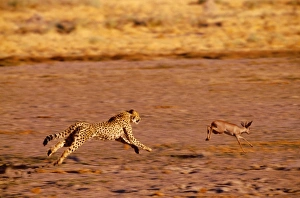 Cheetah - chasing Steenbok (Raphicerus campestris) Cheetah - chasing Steenbok (Raphicerus campestris)