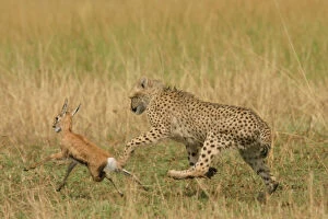 Images Dated 21st August 2003: Cheetah - Chasing Thomson's Gazelle Transmara, Maasai Mara, Kenya, Africa