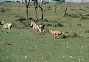 Cheetah Print - Chasing Two Zebras