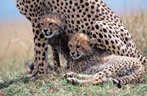 CHEETAH & two cubs sheltering with mother CHEETAH & two cubs sheltering with mother