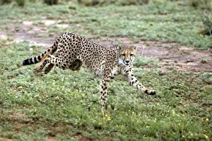 Cheetah Print - Namibia Landscape