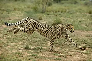 Prints of WAT-8018 Cheetah - running Namibia, Africa Acinonyx jubatus M. Watson Please note that prints are for personal display purposes only and may not be reproduced in any way. Cheetah Prints: Cheetah Print - Namibia, Africa