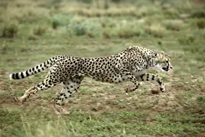 Prints of WAT-7885 Cheetah - running Namibia, Africa Acinonyx jubatus M. Watson Please note that prints are for personal display purposes only and may not be reproduced in any way. Cheetah Prints: Cheetah Print - Acinonyx jubatus Running in Namibia